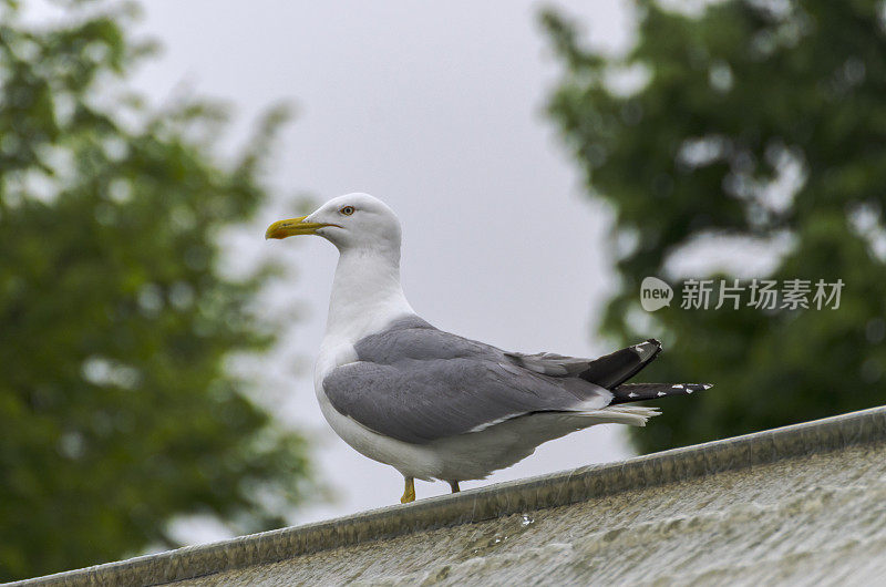 海鸥