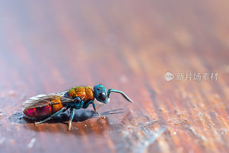 常见的红尾黄蜂，在木质表面上