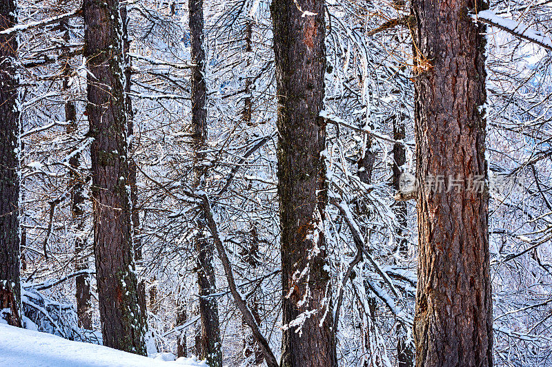 雪松树森林