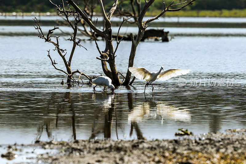奈瓦沙湖的非洲琵鹭和白鹭