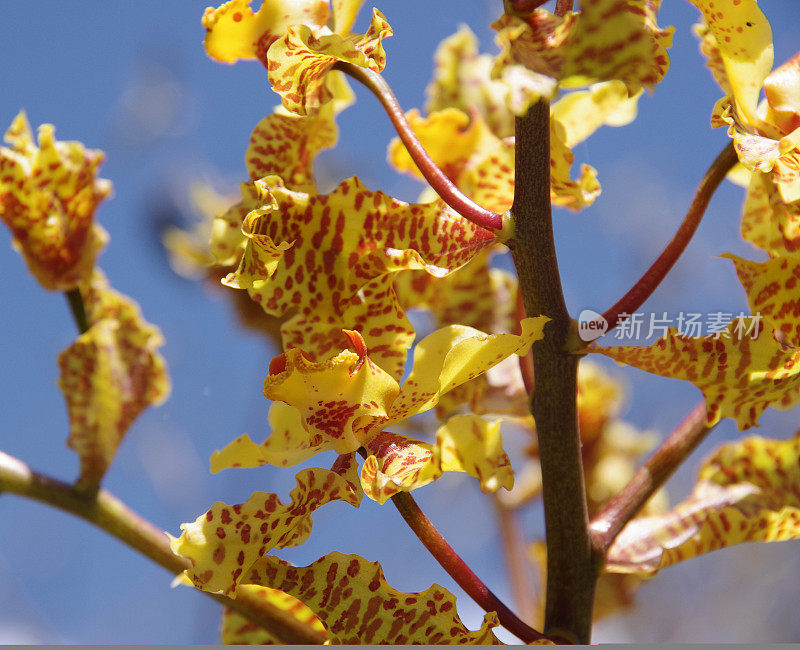 野生兰花