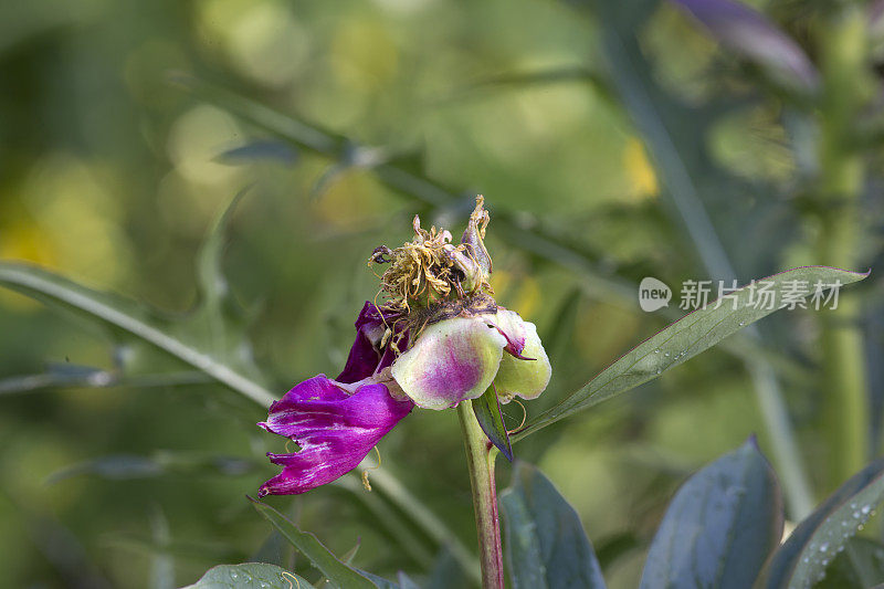 牡丹，最后一片花瓣特写