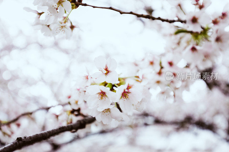 樱花特写照片