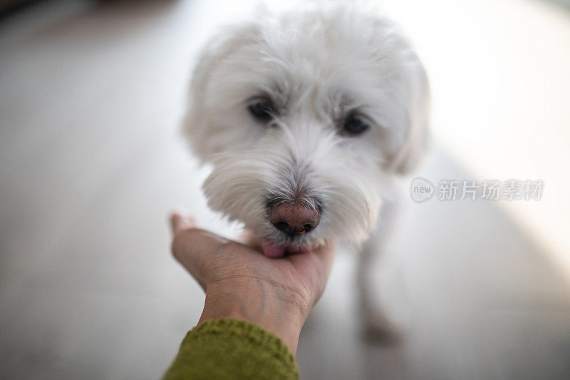 喂食奖励时间