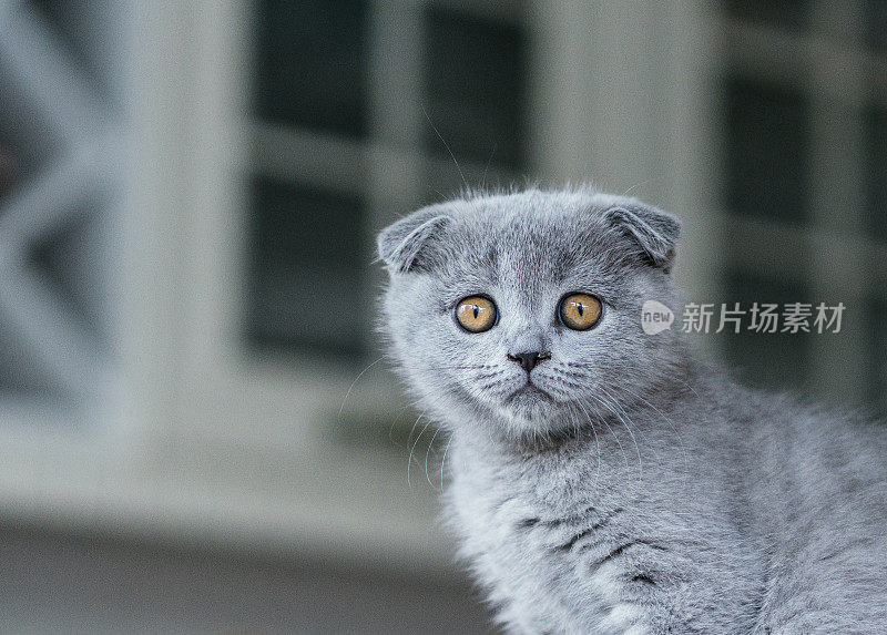 苏格兰折耳猫的猫