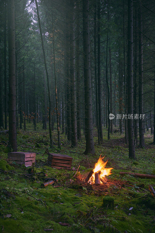 裘皮树在森林秋天和壁炉