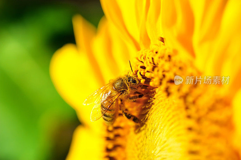 一只蜜蜂正在向日葵上采集花蜜