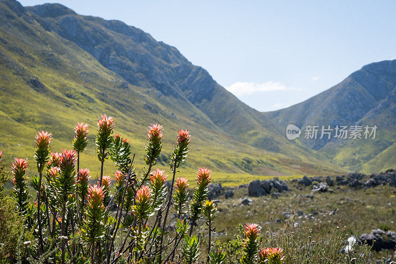 山龙眼花