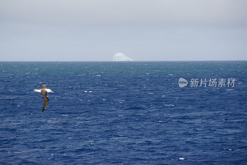 南皇家信天翁飞过南极半岛德雷克海峡