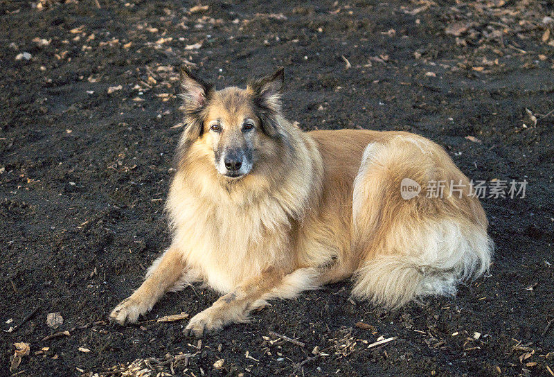 比利时牧羊犬,坦比连犬