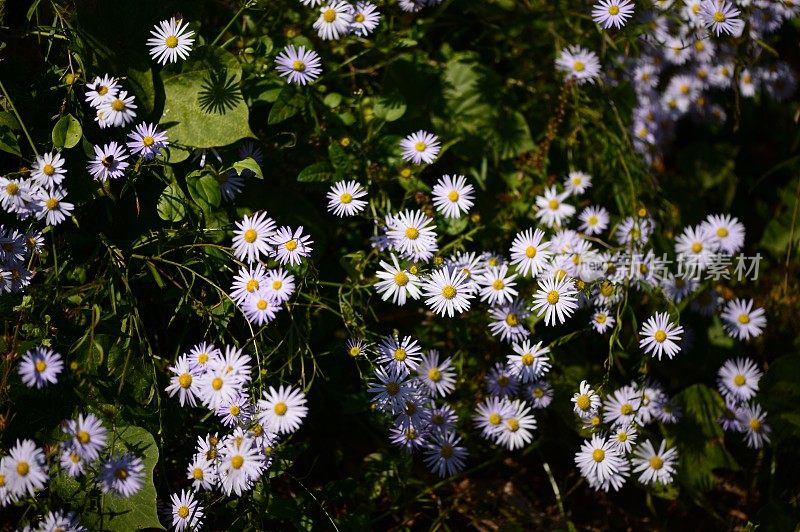 鬃毛发aster