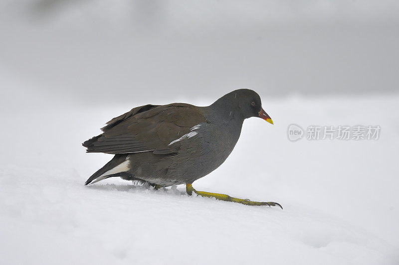 冬松鸡(绿鸡)