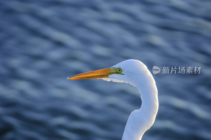 大白鹭站在岸上的特写