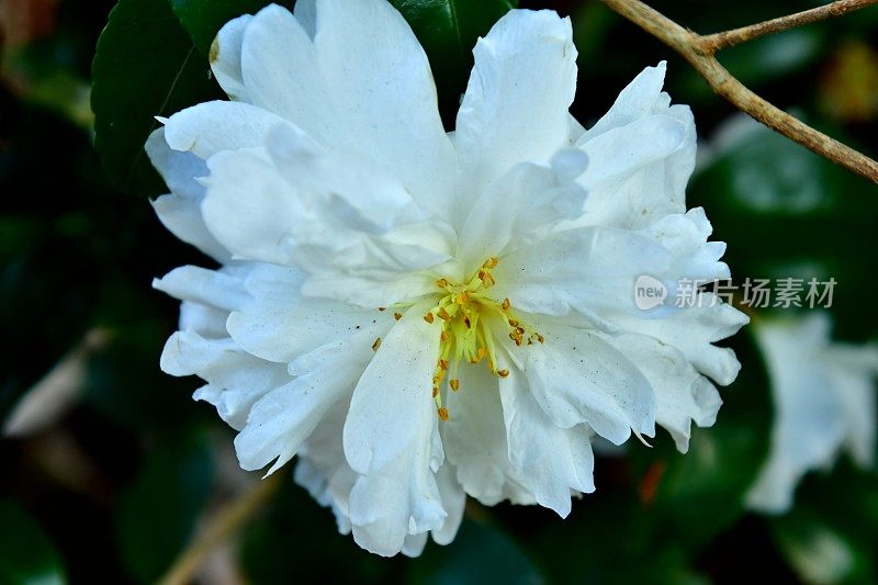 山茶花油茶花