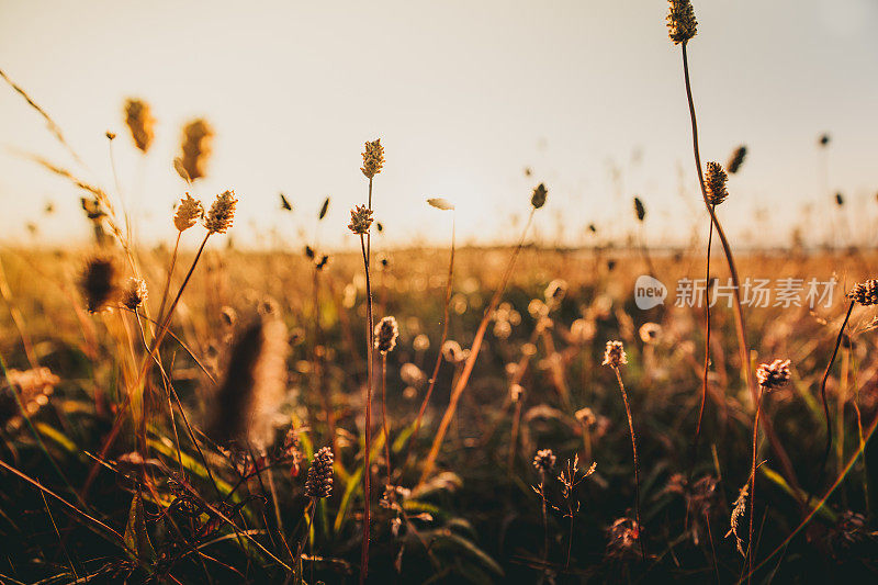 草地上美丽的野花