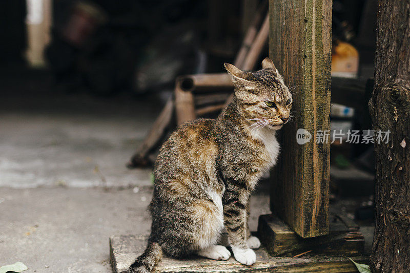 愤怒的猫在街上