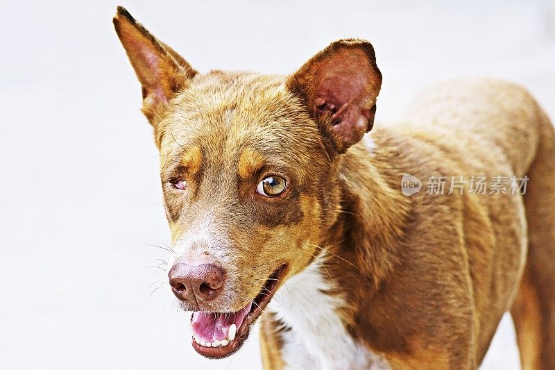 一只眼睛的泰国流浪狗。