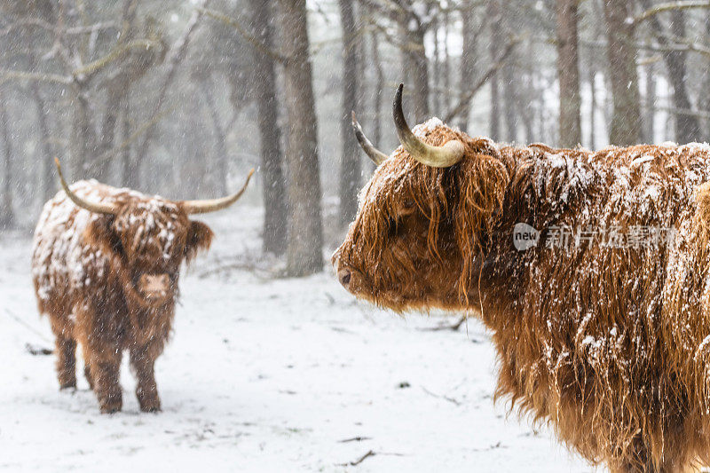 雪地里苏格兰高地奶牛的肖像
