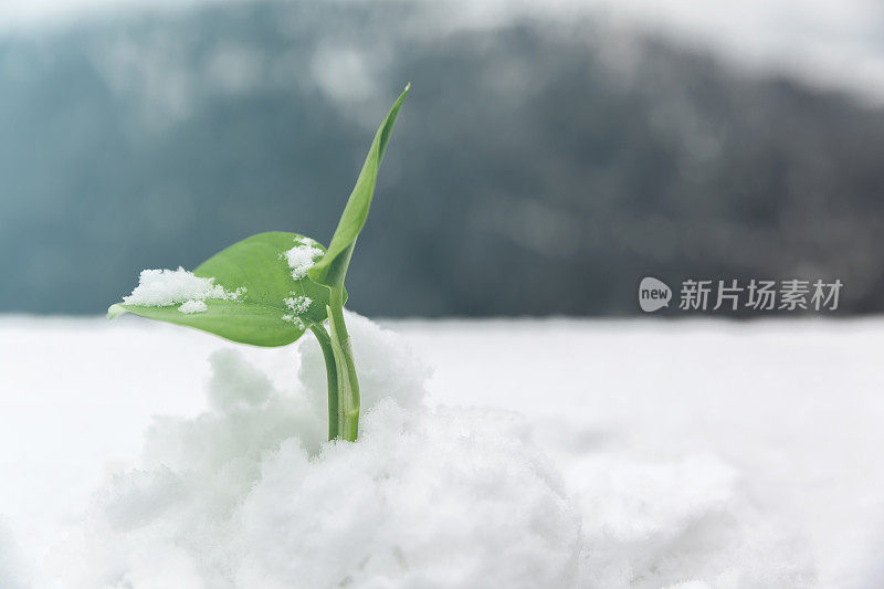 新生命在雪中生长