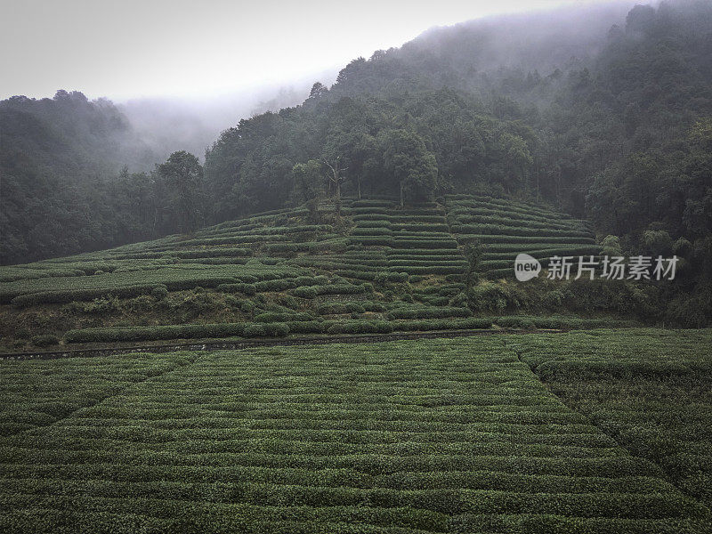 杭州附近的绿茶农场