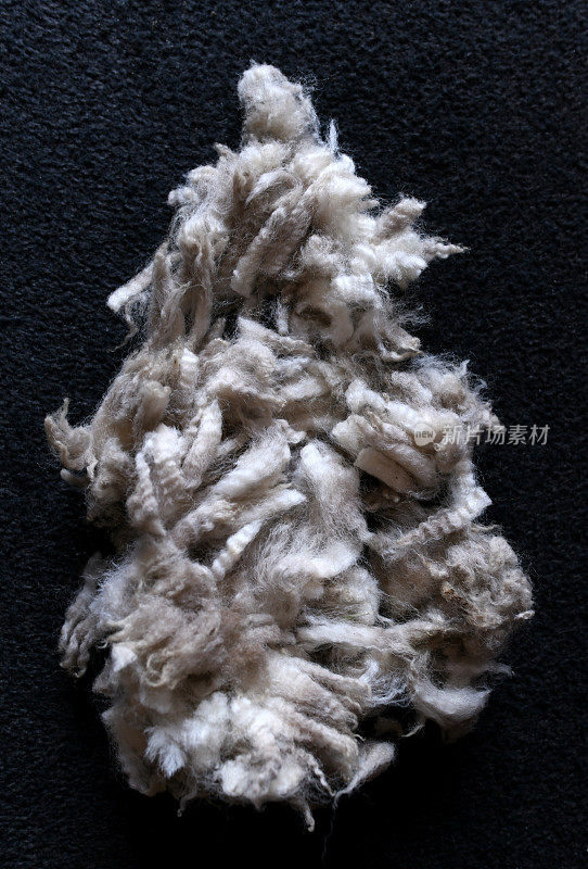 美利奴羊毛，新西兰