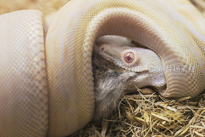 白化蟒蛇，2个月大，蛇吃老鼠