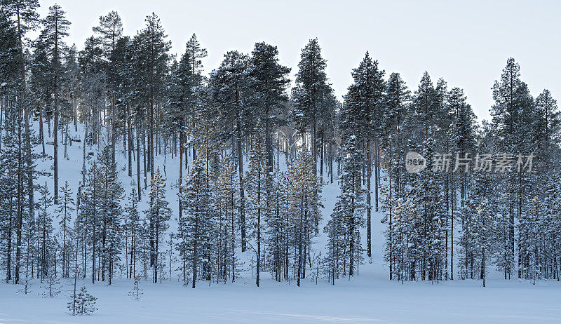 芬兰拉普兰荒野地区的针叶林上覆盖着厚厚的积雪