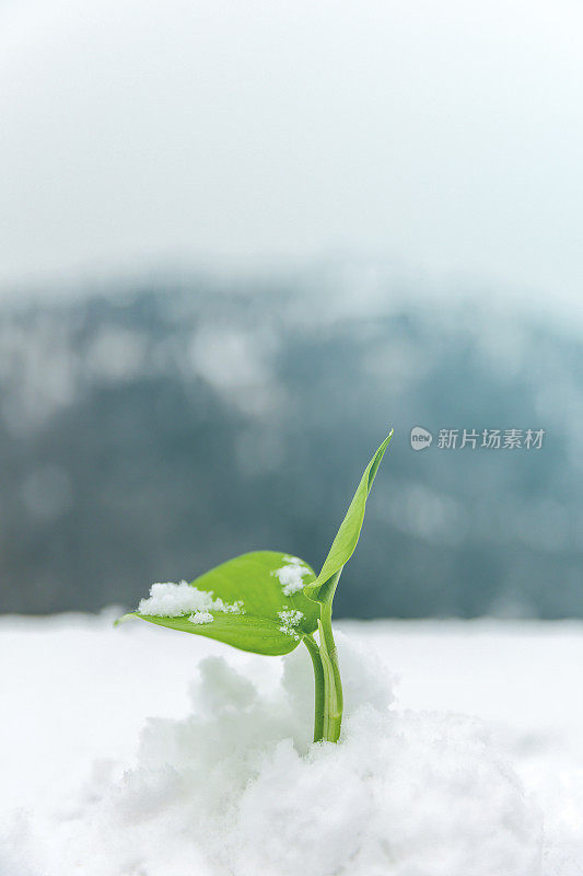 新生命在雪中生长