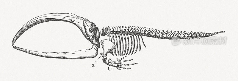 露脊鲸骨架，木刻，1897年出版