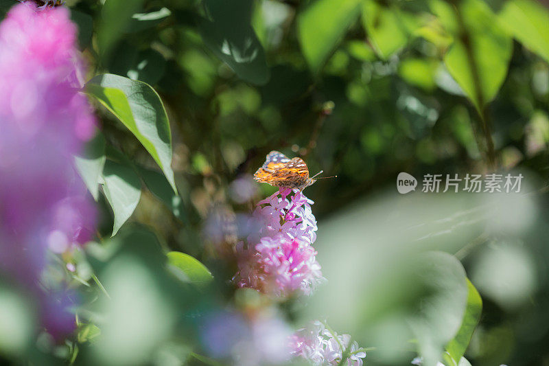 五彩缤纷的春天，粉红紫色的丁香花在盛开的蝴蝶