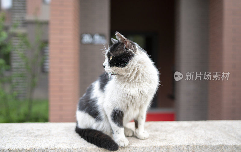 住宅区的黑猫和白猫