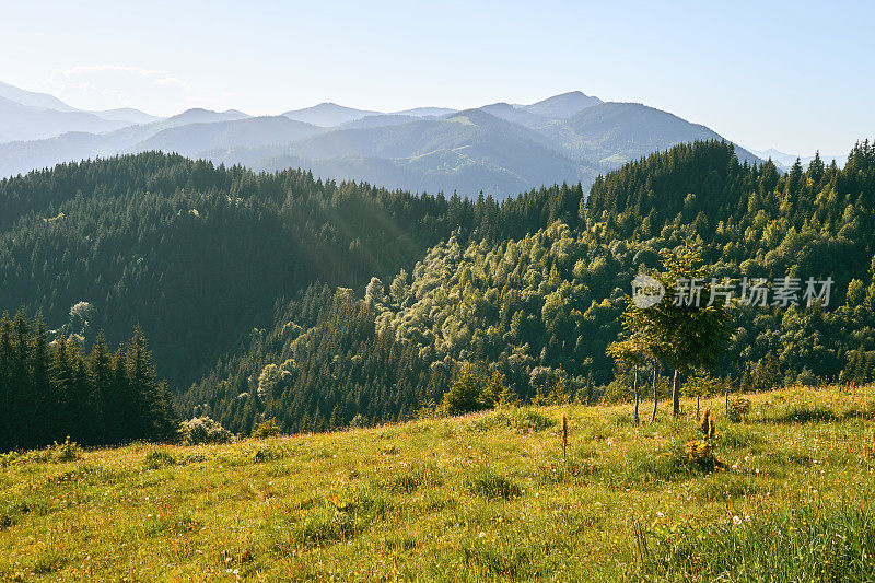 从可爱的山地林间空地看山