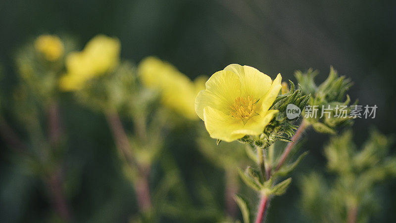 春天百花盛开，报春花姹紫嫣红，大自然苏醒了，走近了