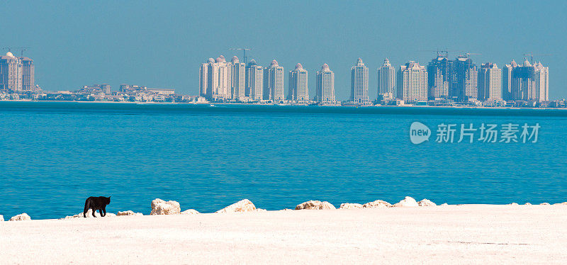 卡塔尔，多哈——一只黑猫在巴里亚海滩上小跑