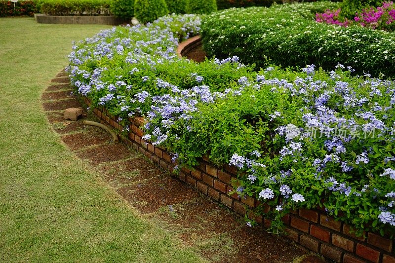 花圃里的铅角花或铅角花