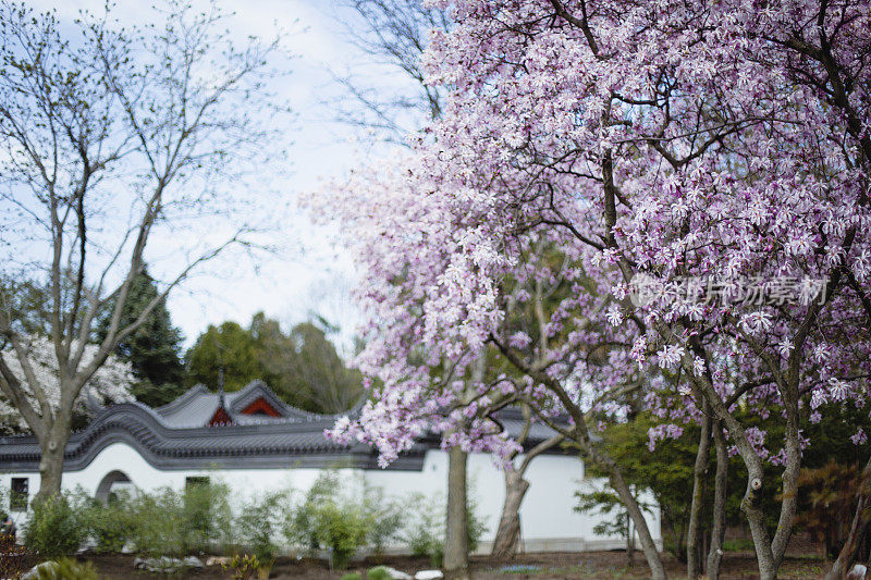 樱桃树