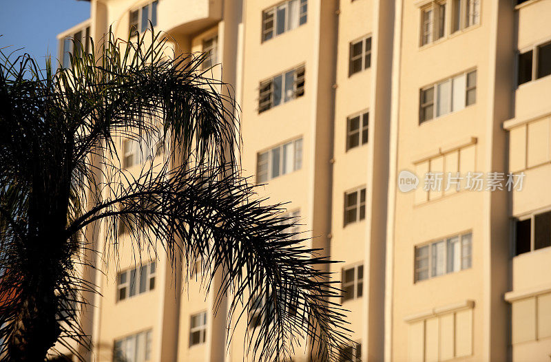 南海滩棕榈树和装饰艺术。关注palmtree。