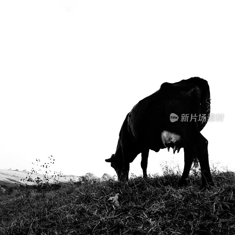 奶牛在农场里吃草，黑白相间