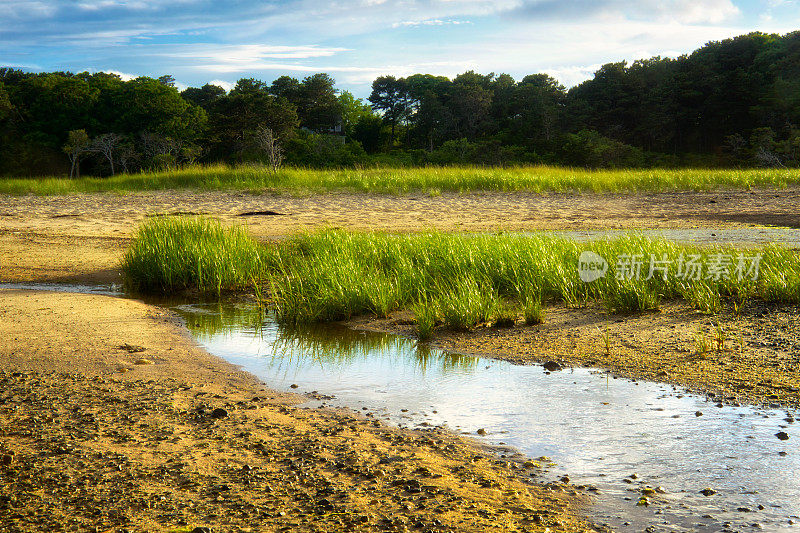 夏天的场景，低潮，入口小溪，海岸附近的海滩上的草，科德角，新英格兰，美国
