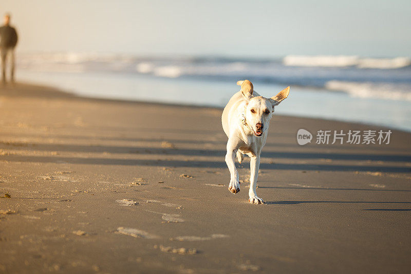 在海滩上奔跑的狗