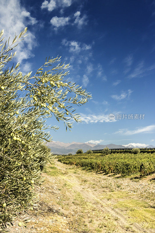 阿根廷门多萨的葡萄园，橄榄枝与水果的背景。