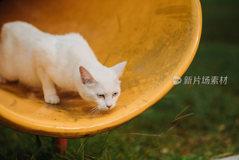 猫的肖像找到从操场滑块跳出的方式