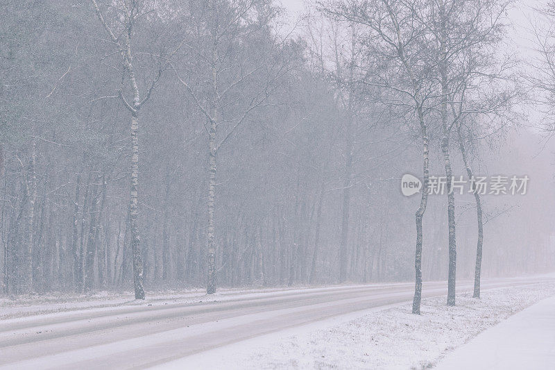 路在一个积雪的冬天松树林在一个寒冷的冬日与新鲜的雪