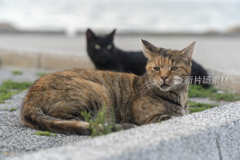 悲伤的猫和它的黑色朋友坐在海边。