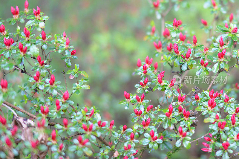 春天的花朵