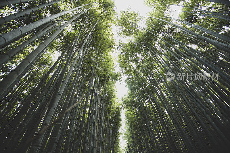 京都竹林