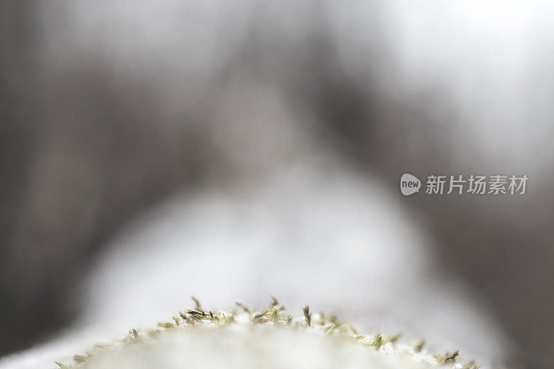 苔藓生长在积雪覆盖的原木上的特写