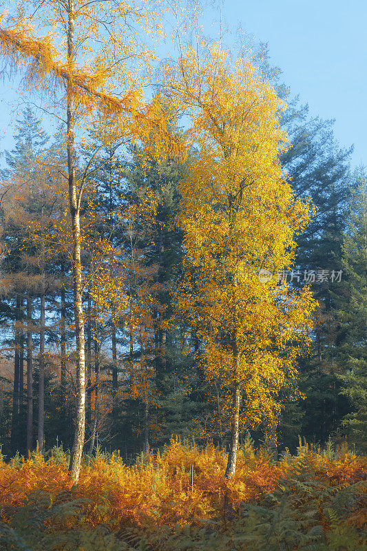 在一个美丽的秋天的早晨，在维卢威自然保护区的荒原上，一棵五颜六色的黄桦树在日出的时候