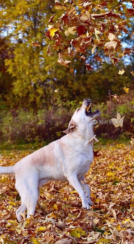 拉布拉多寻回犬和秋叶