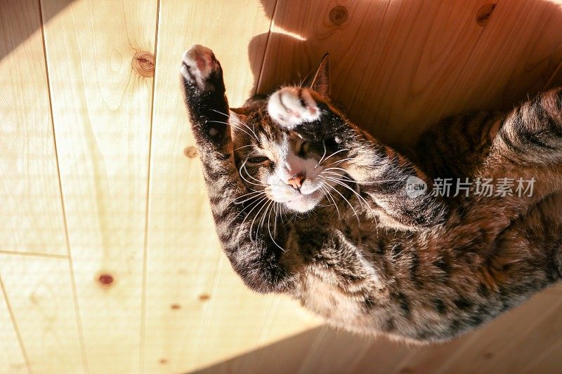 猫喜欢太阳